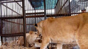 Three lionesses attacked a man in a cage, rescued by friend