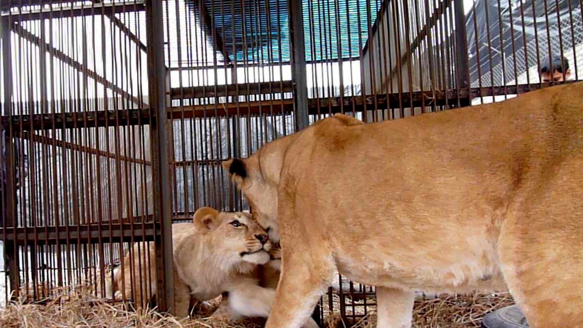 Three lionesses attacked a man in a cage, rescued by friend