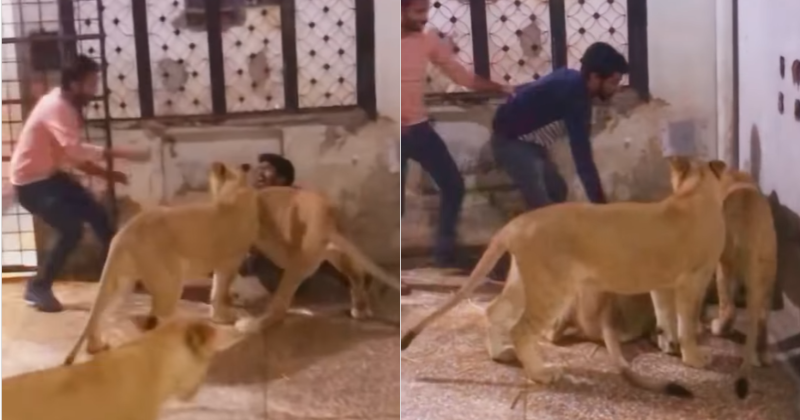 Three lionesses attacked a man in a cage, rescued by friend