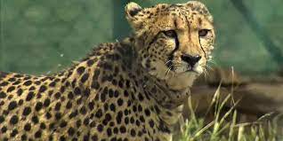 Kuno National Park welcomes 12 South African cheetahs 