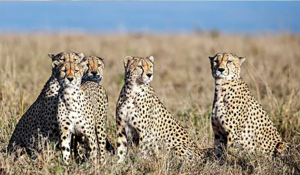 Nambian Cheetahs