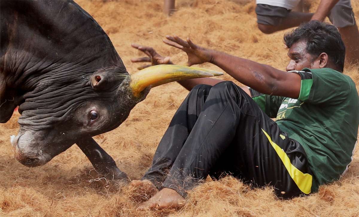 Manjuvirattu festival