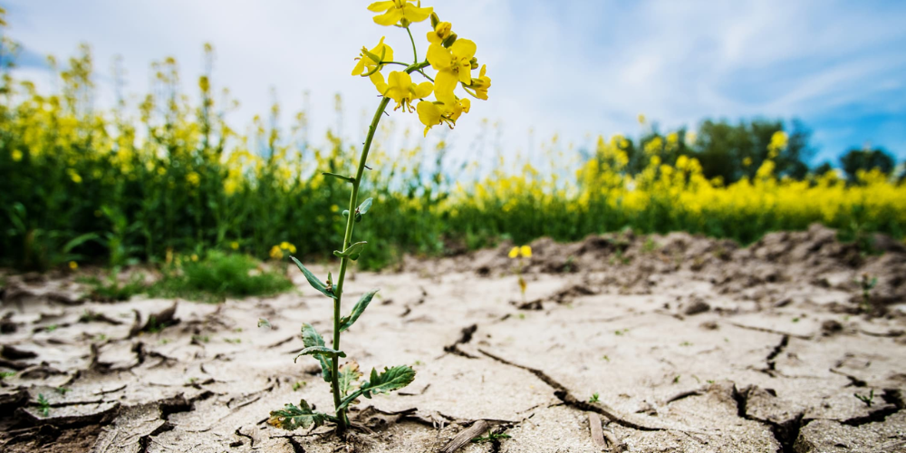 Desertification and Drought