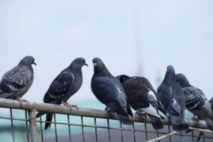 12-year-old boy forced to consume pigeon droppings over minor dispute