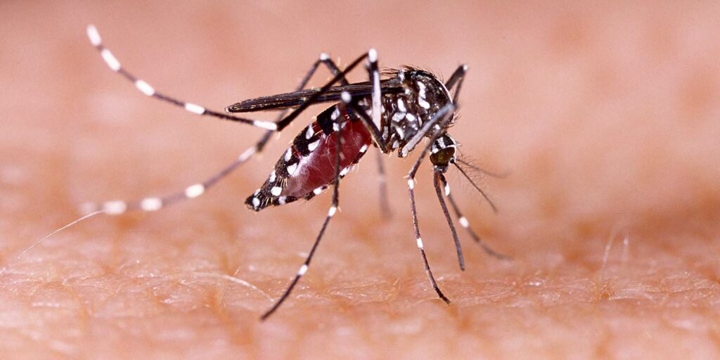 dengue infections 