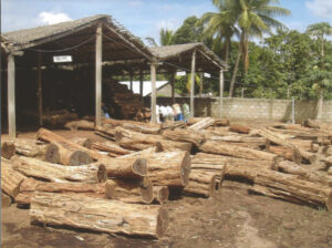 african black wood tree