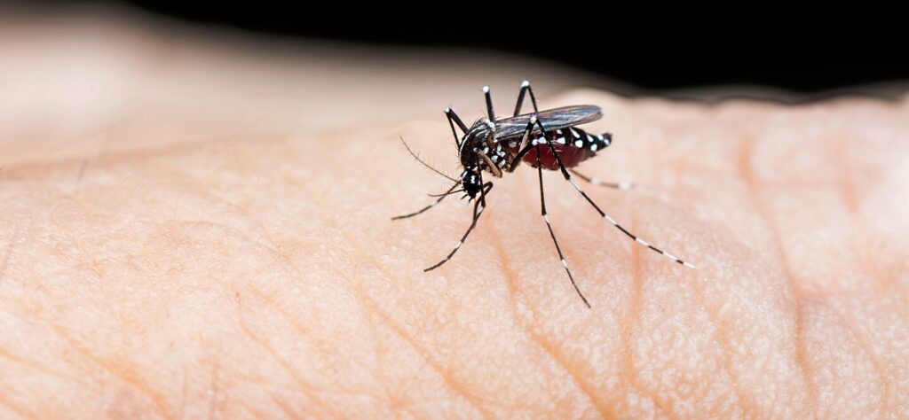 dengue infections in July