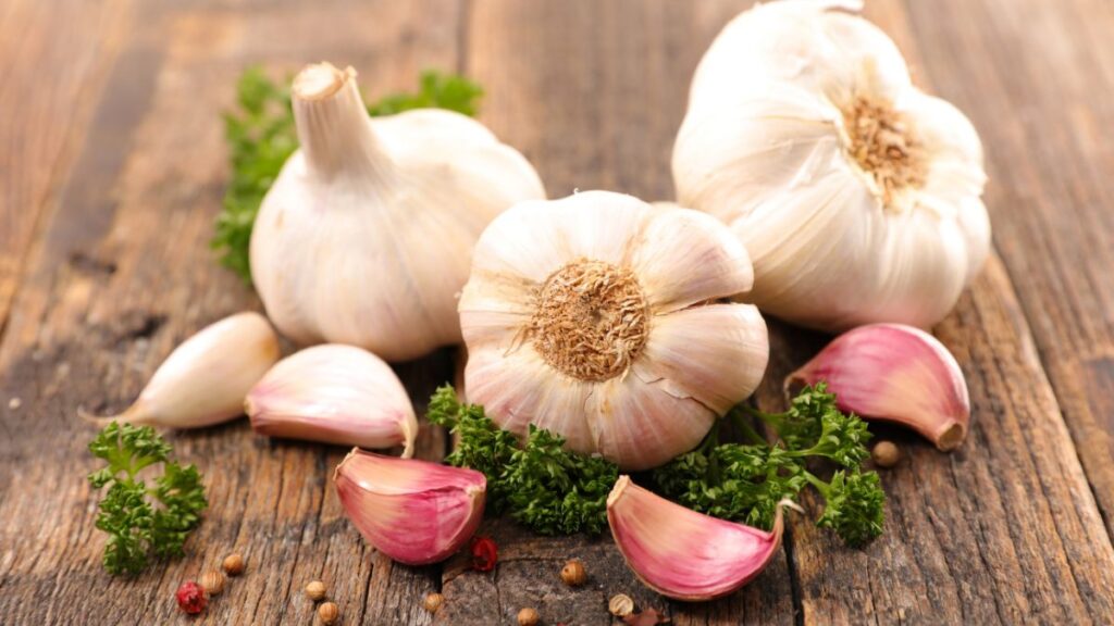 Garlic