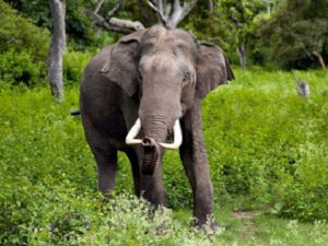 Desire to See Wild Elephant Leads to Young Man's Death