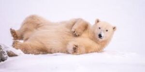 polar bear