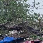 द्वारका में बारिश का कहर: पेड़ गिरने से तीन बच्चों समेत चार की मौत