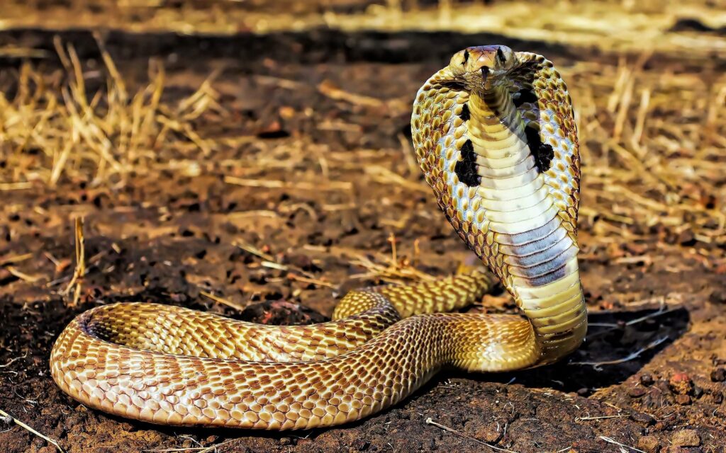 Snakebite