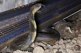 ट्रेनों