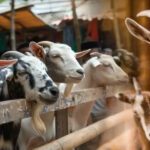 Varanasi Goat Market Sealed Over Cleanliness Row