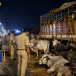 पुलिस ने नाकाम की गौ तस्करी की कोशिश, 4 तस्कर गिरफ्तार, मवेशी बरामद