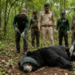 छत्तीसगढ़ में खूंखार भालू का कहर, तीन लोगों की मौत के बाद इलाके में दहशत