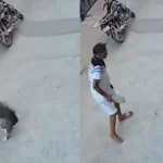 Sonipat Pitbull Attack: 6-Month-Old Critical After Dog Mauling, CCTV Captures Incident