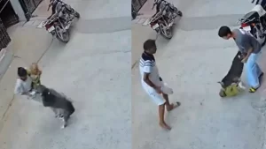 Pitbull