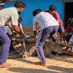 3 साल की बेटी पर झपटा तेंदुआ तो पिता बना ढाल, पीछे से दबोच लिया; ड्रोन और पिंजरे भी रहे बेअसर